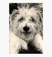 More Brock Photographic Print