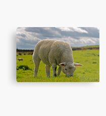 Wooly!! Metal Print