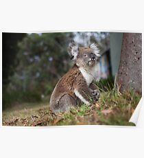 Koala in the Backyard Poster