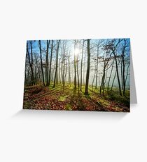 Beauty of winter forest with moss, sunny day, nature concept Grußkarte