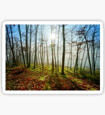 Beauty of winter forest with moss, sunny day, nature concept Sticker