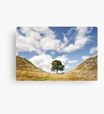 Sycamore Gap, Hadrian's Wall Metal Print