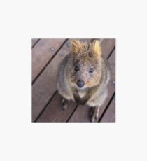 Quokka - Well hello there Art Board