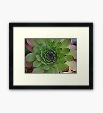 Houseleek (Sempervivum) Photo with purple tips Framed Print