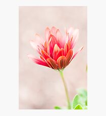 Echinacea Coneflower Photographic Print