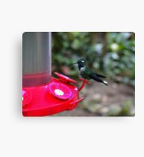 Hummingbird Vigilance In Mindo Ecuador Canvas Print