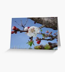 Bark, Apricot Blossom and Blue Sky Grußkarte