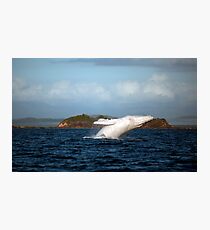 Migaloo in action... Photographic Print