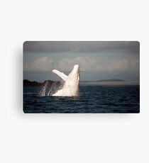 White Whale Wave - Migaloo Canvas Print