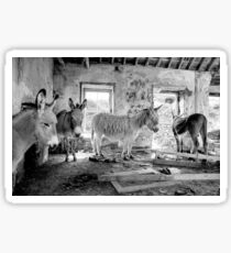 Donkeys of Blasket Sticker