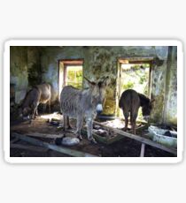 Donkeys, Blasket Island, Ireland Sticker
