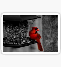 Cardinal at the feeder. Sticker