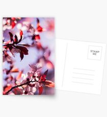Stay like this forever Postcards