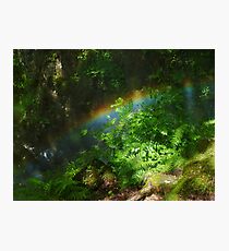 Rainbow in the Forest Photographic Print