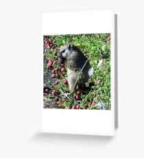 Horatio at the Bus Stop Greeting Card