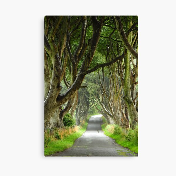 dark hedges Canvas Print