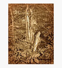 Dead Tree Still Standing Photographic Print