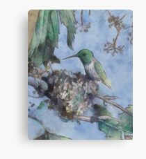 Humming Bird Canvas Print