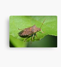 Stink Bug Leinwanddruck