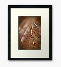 Autumn Leaf Framed Print