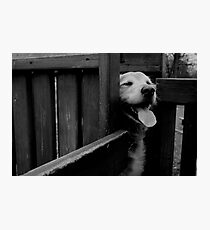 Happy Dog Photographic Print