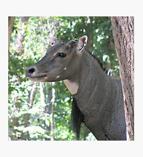 Majestic Male Nilgai Photographic Print