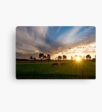 Evening light ~ Stockinbingal NSW Canvas Print