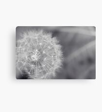 Shallow II Canvas Print