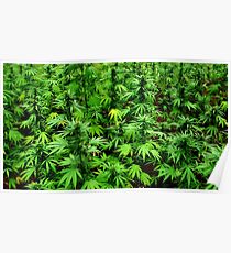 Marijuana (Weed) Poster