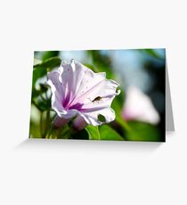 Eden Greeting Card