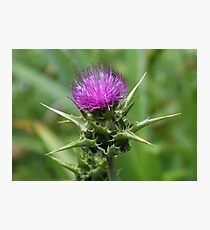 MilkThistle Flower Photographic Print