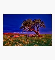 "The Forgotten Tree" Photographic Print
