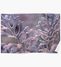 Dusty Miller Poster
