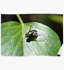 A Green Fly (macro) Poster