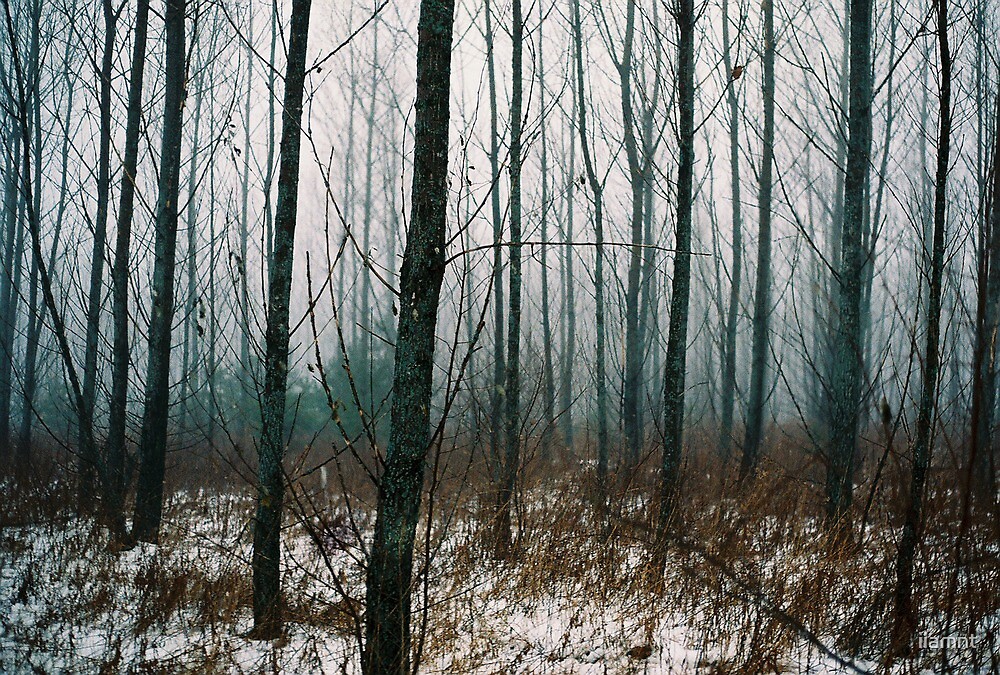 "Aspen Trees in Winter" by iiamnt | Redbubble