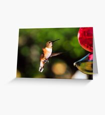 Orange Rufous Female Greeting Card