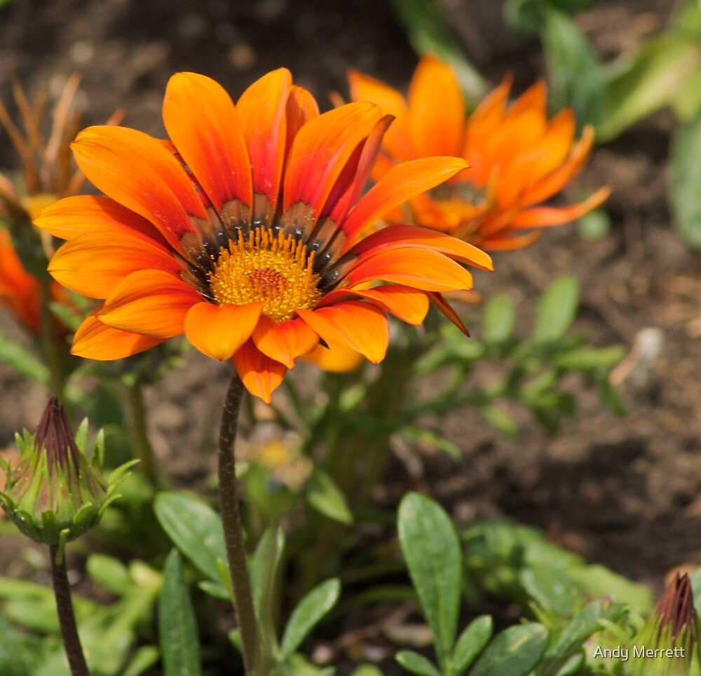 “Orange African Daisy” by Andy Merrett | Redbubble