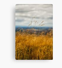Golden Grass Canvas Print