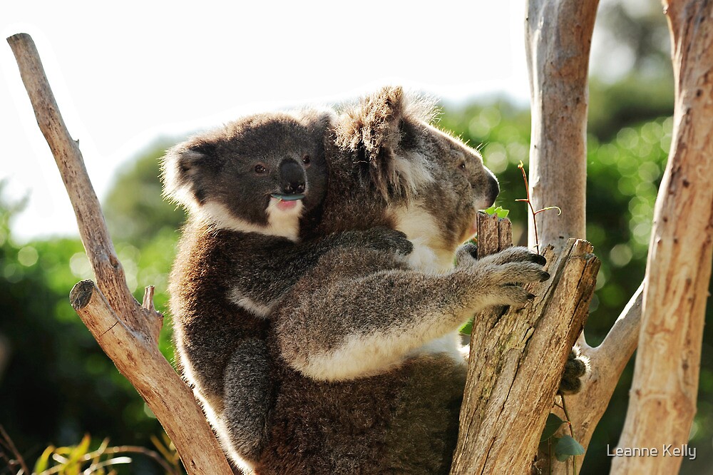 "How much can a koala bear?" by Leanne Kelly Redbubble