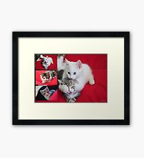 Kittens Framed Print