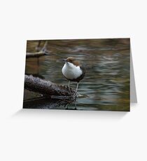 Black-Bellied-Dipper Greeting Card