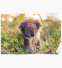 Koala in the Front Yard Poster