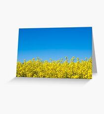 Rapeseed Greeting Card