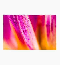 passion Photographic Print