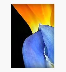 Complimentary Colors of Nature Photographic Print