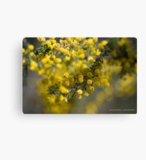 Acacia Paradoxa Leinwanddruck