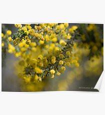 Acacia Paradoxa Poster