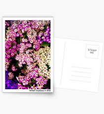 Flowers, Fitzroy Gardens Postcards
