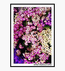 Flowers, Fitzroy Gardens Photographic Print