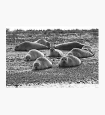 Seals on Blakeney Point Photographic Print